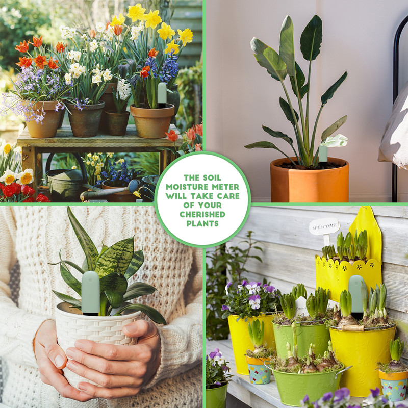 Monitor pielęgnacyjny flory HH – App Smart Garden recenzja i cena